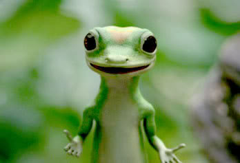 Gecko Seven